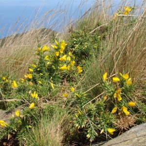 Photographie n°166101 du taxon Ulex europaeus L. [1753]