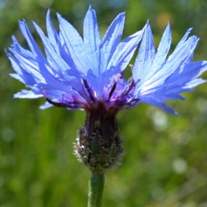 Photographie n°166106 du taxon Cyanus segetum Hill [1762]