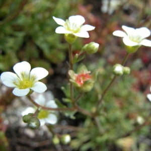 Photographie n°166114 du taxon Saxifraga pubescens Pourr. [1788]