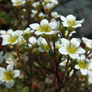 Photographie n°166116 du taxon Saxifraga pubescens Pourr. [1788]