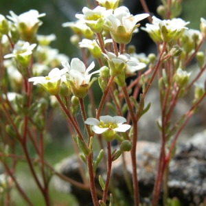 Photographie n°166117 du taxon Saxifraga pubescens Pourr. [1788]