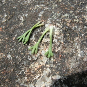  - Saxifraga pubescens Pourr. [1788]