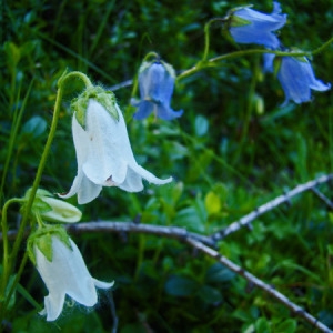 Photographie n°166126 du taxon Campanula barbata L. [1759]