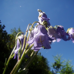 Photographie n°166128 du taxon Campanula barbata L. [1759]