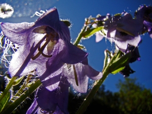 Claude FIGUREAU, le 18 juillet 2012 (Autriche Niderthai)