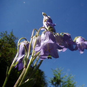 Photographie n°166131 du taxon Campanula barbata L. [1759]