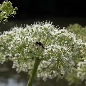 Angelica heterocarpa J.Lloyd (Angélique à fruits variables)