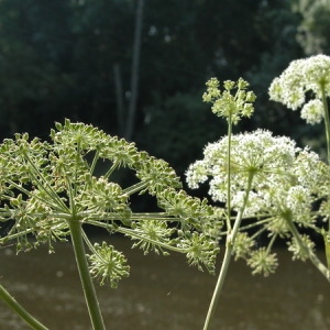 Photographie n°166145 du taxon Angelica heterocarpa J.Lloyd [1859]