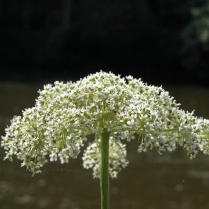 Photographie n°166149 du taxon Angelica heterocarpa J.Lloyd [1859]