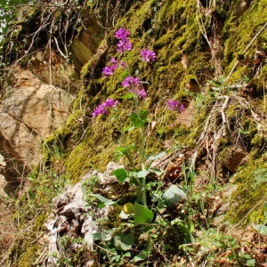 Photographie n°166173 du taxon Lunaria annua L. [1753]