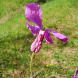 Photographie n°166174 du taxon Lunaria annua L. [1753]