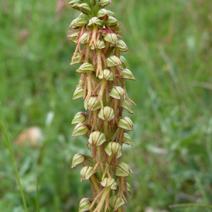  - Orchis x bergonii Nanteuil [1887]