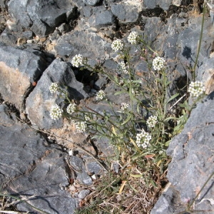 Photographie n°166179 du taxon Asperula cynanchica L. [1753]