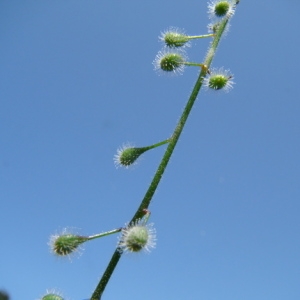 Photographie n°166238 du taxon Circaea lutetiana L. [1753]