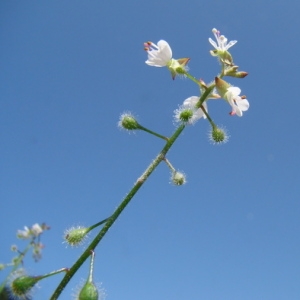 Photographie n°166239 du taxon Circaea lutetiana L. [1753]