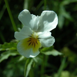 Photographie n°166245 du taxon Viola tricolor L. [1753]