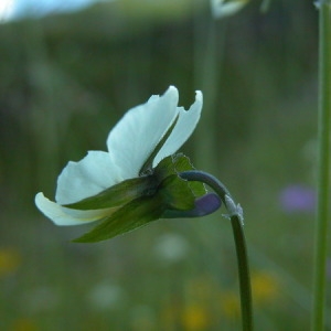 Photographie n°166248 du taxon Viola tricolor L. [1753]
