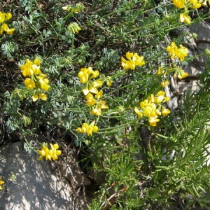 Photographie n°166251 du taxon Coronilla minima L. [1756]