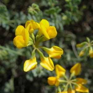 Photographie n°166252 du taxon Coronilla minima L. [1756]