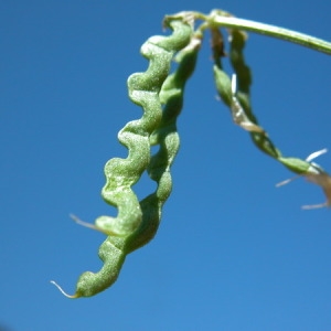 Photographie n°166260 du taxon Hippocrepis comosa L. [1753]