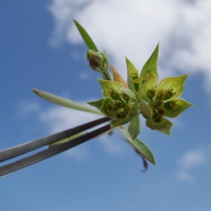 Photographie n°166264 du taxon Bupleurum baldense Turra [1764]