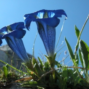 Photographie n°166266 du taxon Gentiana occidentalis Jakow. [1899]