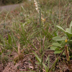 Photographie n°166268 du taxon Spiranthes spiralis (L.) Chevall. [1827]