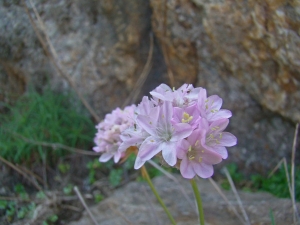 Claude FIGUREAU, le 29 mai 2012 (Espagne Cap de Creuz)