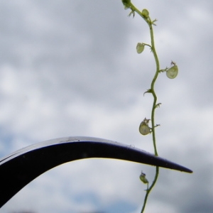  - Utricularia intermedia Hayne [1800]