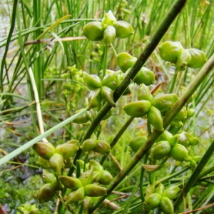 Photographie n°166313 du taxon Scheuchzeria palustris L. [1753]