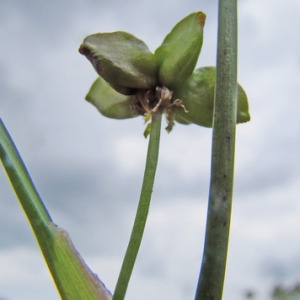  - Scheuchzeria palustris L. [1753]