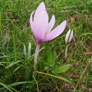 Photographie n°166323 du taxon Colchicum autumnale L. [1753]
