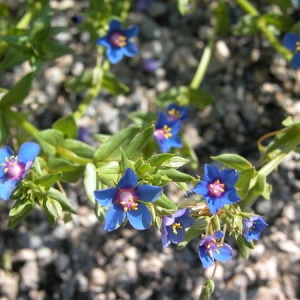 Photographie n°166325 du taxon Lysimachia arvensis (L.) U.Manns & Anderb. [2009]