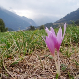 Photographie n°166342 du taxon Colchicum autumnale L. [1753]