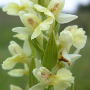 Photographie n°166368 du taxon Dactylorhiza insularis (Sommier ex Martelli) Landwehr [1969]