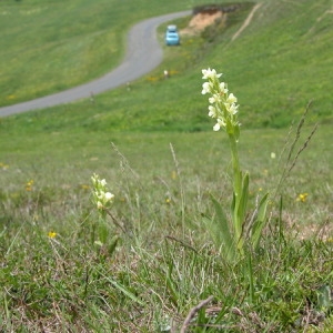 Photographie n°166369 du taxon Dactylorhiza insularis (Sommier ex Martelli) Landwehr [1969]