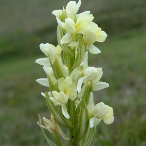 Photographie n°166370 du taxon Dactylorhiza insularis (Sommier ex Martelli) Landwehr [1969]