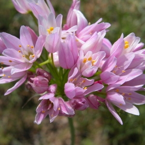 Photographie n°166388 du taxon Allium roseum L. [1753]