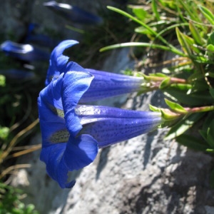  - Gentiana occidentalis Jakow. [1899]