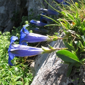  - Gentiana occidentalis Jakow. [1899]