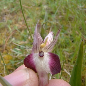 Serapias ×semilingua E.G.Camus, Bergon & A.Camus (Sérapias de Todaro)