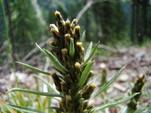 Claude FIGUREAU, le 19 juillet 2012 (Autriche Gries Nissl alm)