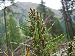 Claude FIGUREAU, le 19 juillet 2012 (Autriche Gries Nissl alm)