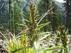 Claude FIGUREAU, le 19 juillet 2012 (Autriche Nissl alm)