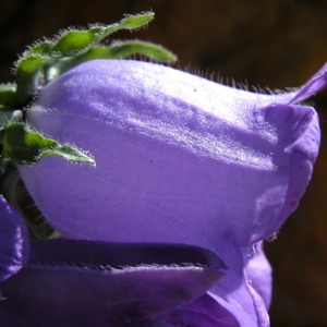  - Campanula speciosa Pourr. [1788]