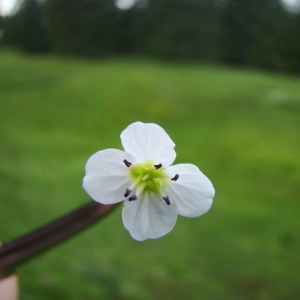 Photographie n°166431 du taxon Cardamine amara L. [1753]