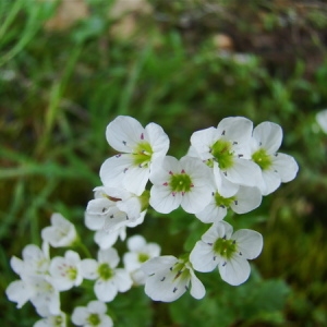 Photographie n°166434 du taxon Cardamine amara L. [1753]