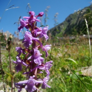 Photographie n°166436 du taxon Gymnadenia conopsea (L.) R.Br. [1813]