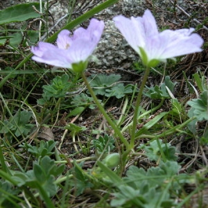 Photographie n°166450 du taxon Geranium cinereum Cav. [1787]