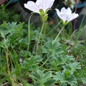 Photographie n°166452 du taxon Geranium cinereum Cav. [1787]